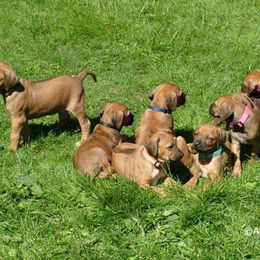 Rhodesian Ridgeback Puppies from ApacheRidge Ranch