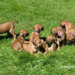 Rhodesian Ridgeback Puppies from ApacheRidge Ranch