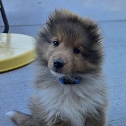 Shetland Sheepdog Puppies from Trio Shelties