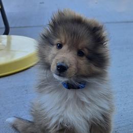 Shetland Sheepdog Puppies from Trio Shelties