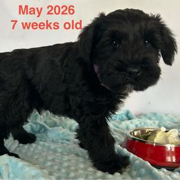 Raven -Male 1 - Black male Miniature Schnauzer puppy in Granville, Ohio from Shull Mini Schnauzers