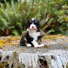 Lady Tremain (Pink Collar) - Tri-color female Bernedoodle puppy in Stanwood, Washington from Butter Cup Pups and Paws