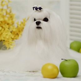 Maltese from Blue Hill Maltese