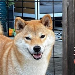 Mia - Shiba Inu