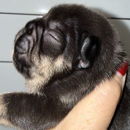 The Don - Black and tan male French Bulldog puppy in York, South Carolina from Furevermore Boxers and Furevermore Frenchies