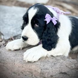 English Springer Spaniel Puppies from Orchard Hill English Springer Spaniels