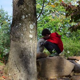 Poodle Puppies from D and D Standard Poodles