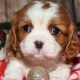 Cavalier King Charles Spaniels from Amber Field Cavaliers