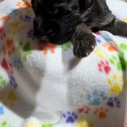 German Shepherd Puppies from McLaughlin German Shepherds