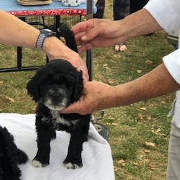 Portuguese Water Dog Puppies from Presidio PWDs