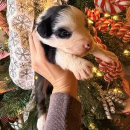 Purple Collar - Black tri-color female Australian Shepherd puppy in Quinlan, Texas from Murphy Ranch Australian Shepherds