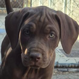 Girl 2 - Red female Catahoula Leopard Dog puppy in Prather, California from Marcee's Catahoulas