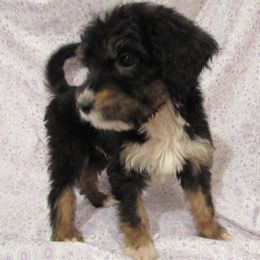 Aussiedoodle, Australian Shepherd, and Poodle Puppies from Kay Kay's Pupper Patch
