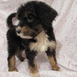 Aussiedoodle, Australian Shepherd, and Poodle Puppies from Kay Kay's Pupper Patch