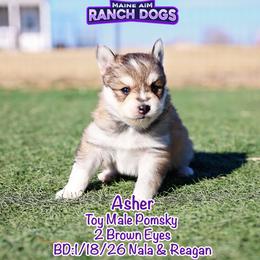 Asher - Wolf sable male Pomsky puppy in Humeston, Iowa from M.A.R. Dogs