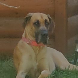 Reba - Great Dane