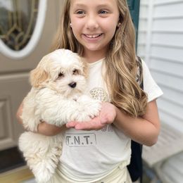 Havanese Puppies from Coco’s Puppies