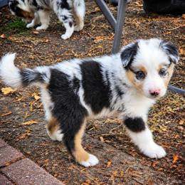 Hurricane - Blue merle female Border Collie puppy in Menasha, Wisconsin from Little Rose Retrievers