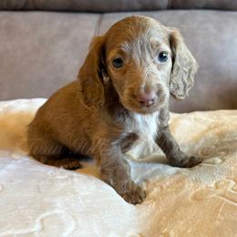 Fleur de Lisa - Fawn (Isabella) female Dachshund puppy in Jonesboro, Illinois from Twin Hills Dachshunds