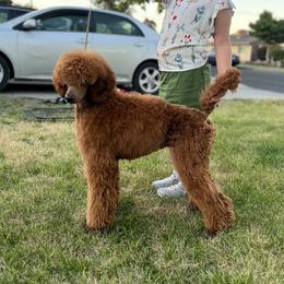 Ginger - Poodle