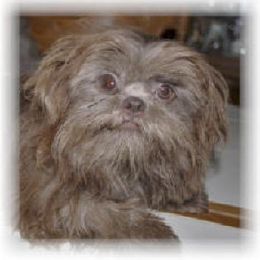 Smokey - Shih Tzu