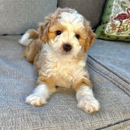 Millie - Yellow and white female Bernedoodle puppy in Willacoochee, Georgia from Kitandkboodle's Doodles