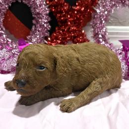 Red girl - Red  female Poodle puppy in Williston, Florida from JD French Bulldogs, Mini Poodles, and Border Collies