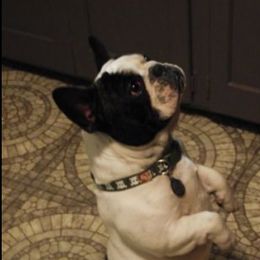 Boxers, French Bulldogs, and Tibetan Mastiffs from Hi Stand Boxers, Frenchies, & Tibetan Mastiffs