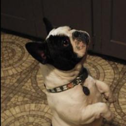 Boxers, French Bulldogs, and Tibetan Mastiffs from Hi Stand Boxers, Frenchies, & Tibetan Mastiffs