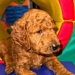 Pugsley - Green collar - Red  male Goldendoodle puppy in Puyallup, Washington from Dawnie’s Doodles