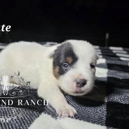 Slate - Blue male Australian Cattle Dog puppy in Silsbee, Texas from Rockin ND Ranch