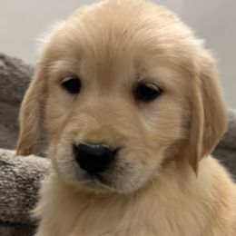 Golden Retrievers from Sultan’s Goldens