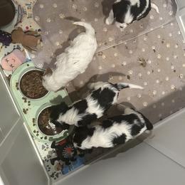 Cavalier King Charles Spaniel Puppies from Charming cavaliers
