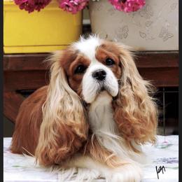 Bond - Cavalier King Charles Spaniel