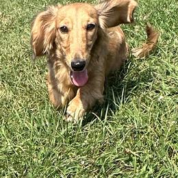 Ellie - Dachshund