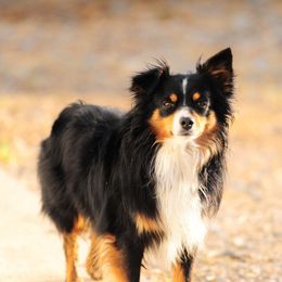 Jax - Miniature Australian Shepherd