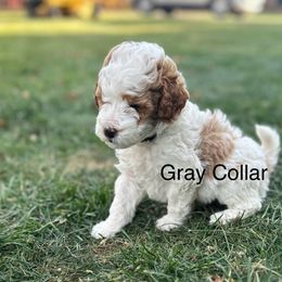 Poodle Puppies from Mitten Parti Poodles