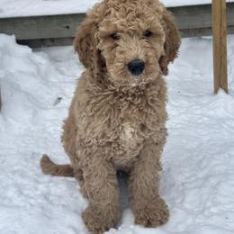 Pfannee - Cream male Goldendoodle puppy in Toronto, New York from GTA Mapledoodles