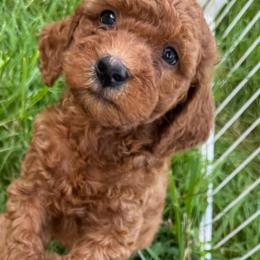 Mango - (Mango Sherbet) - Red female Bordoodle puppy in Canfield, Ohio from Poo's Doo's & Inu's