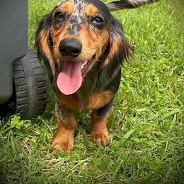 Roo - Dachshund