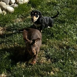 Dachshund Puppies from Empire's Dachshunds