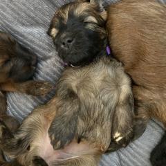 Sheepadoodle and Whoodle Puppies from Aisling Pups