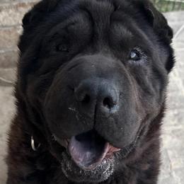 Cognac - Chinese Shar-Pei