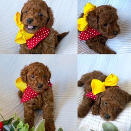Benson Boone - Red  male Goldendoodle puppy in Utah from Doodle Love ❤️ Goldendoodle puppies