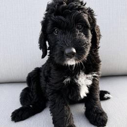 Cocoa - Black and white female Bernedoodle puppy in High Point, North Carolina from Kingsfield Doodles