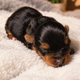 Daisy - Black and tan female Yorkshire Terrier puppy in Broxton, Georgia from More Than Family