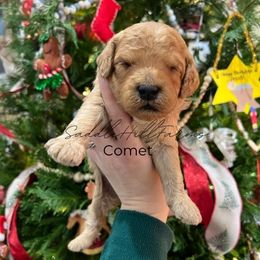 Comet - Apricot male Goldendoodle puppy in Rienzi, Mississippi from Saddle Hill Farms