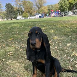 Black and Tan Coonhound All Grown Up from Tinkers hounds