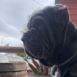 Neapolitan Mastiffs from Red Rock Neapolitan Mastiffs