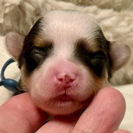 Cotton - Chocolate, tan and white male Yorkshire Terrier puppy in Tangipahoa County, Louisiana from Riche’ Louisiana Yorkies